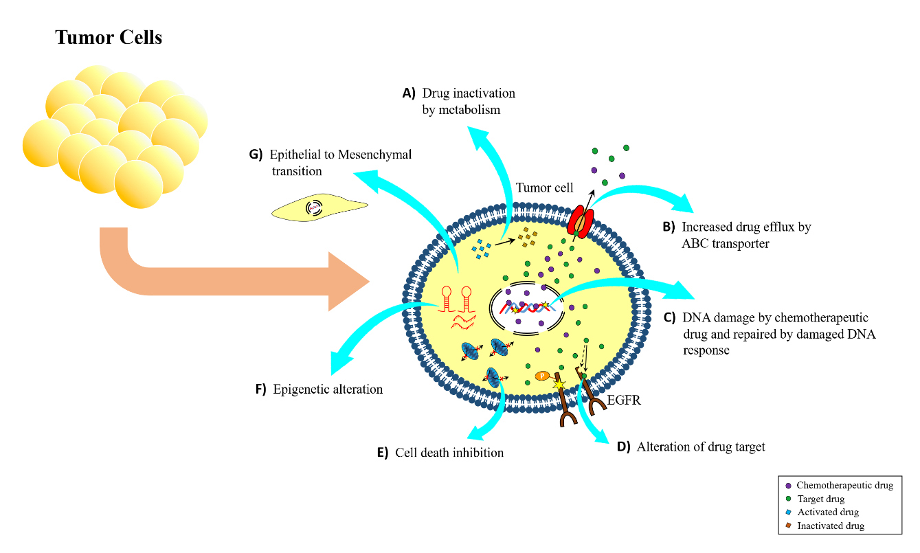 Epigenetics of cancer drug resistance - Academia.edu