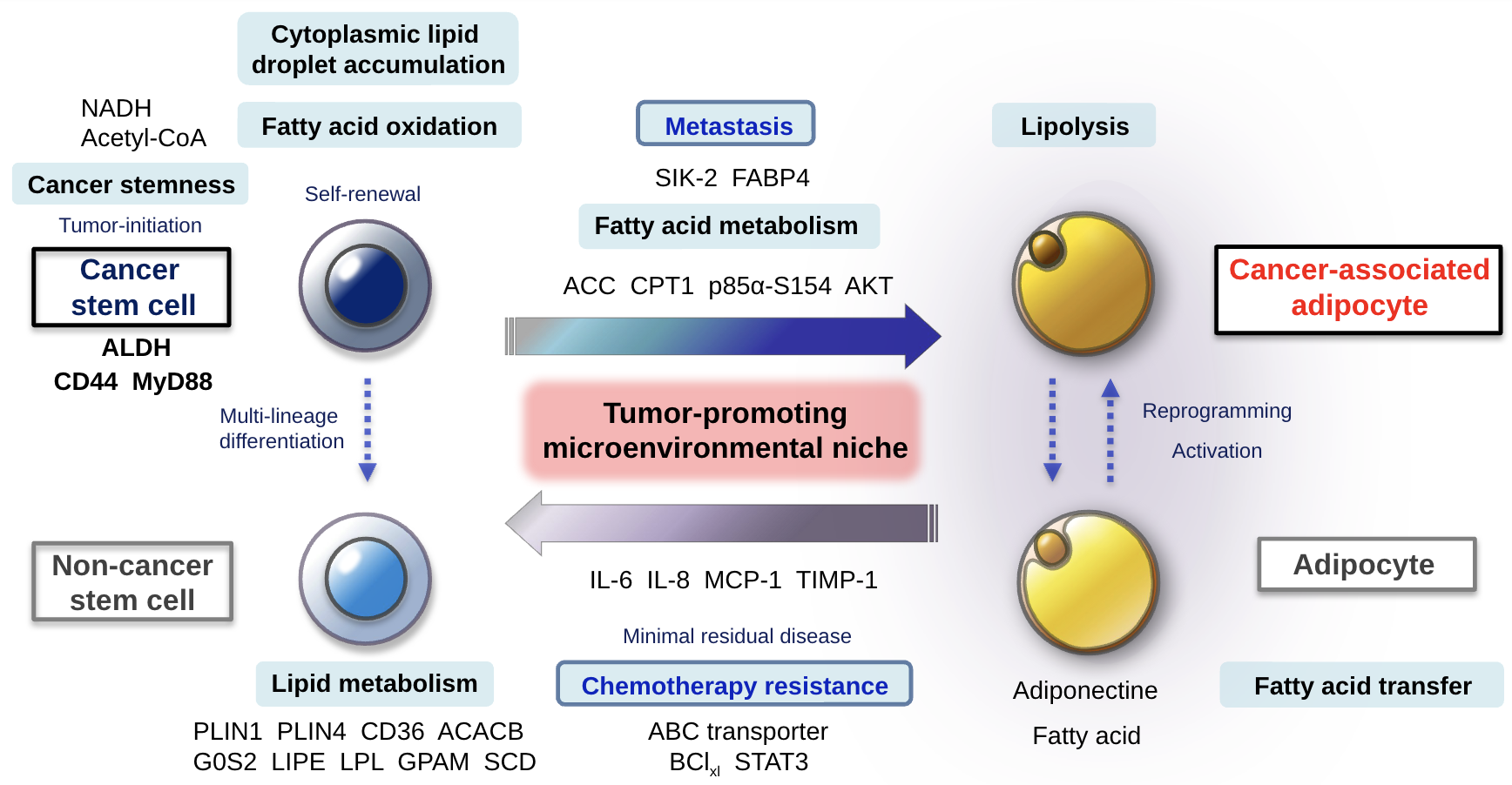 Reciprocal molecular dialogues between ovarian cancer stem cells and ...