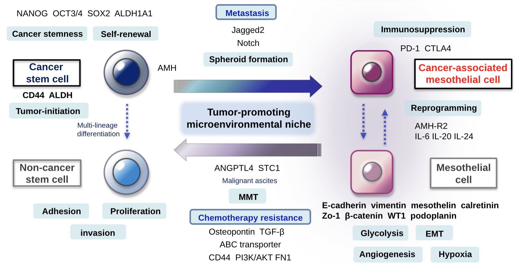 Reciprocal molecular dialogues between ovarian cancer stem cells and ...