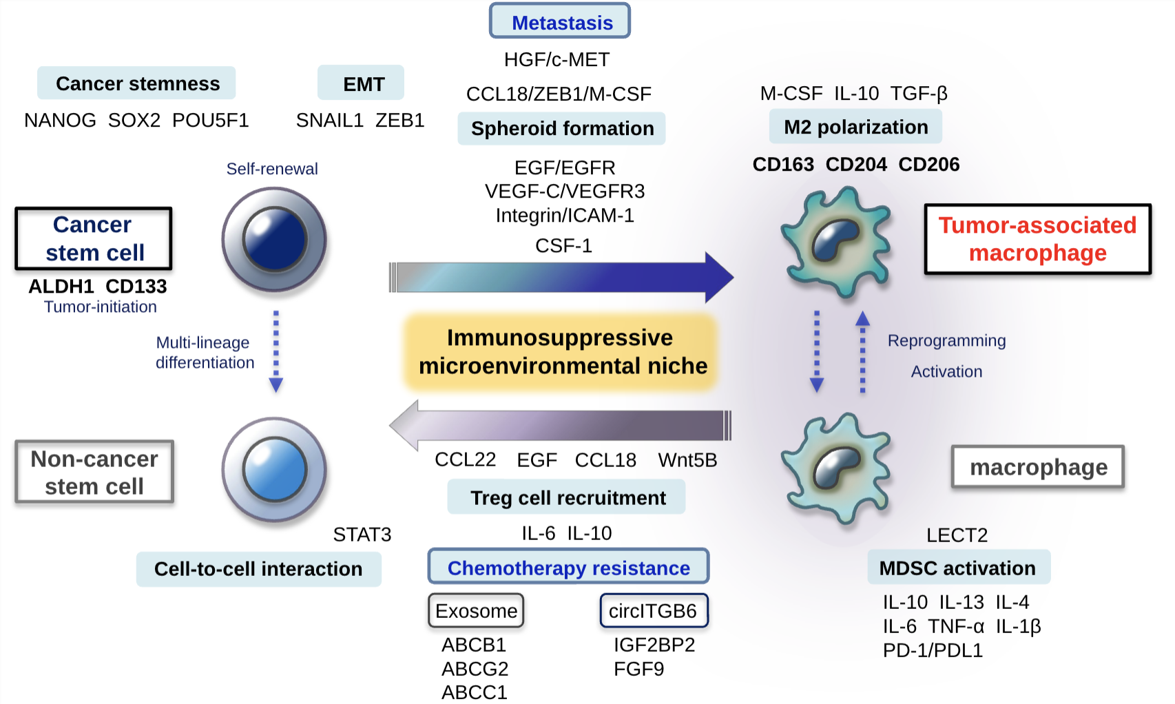 Reciprocal molecular dialogues between ovarian cancer stem cells and ...