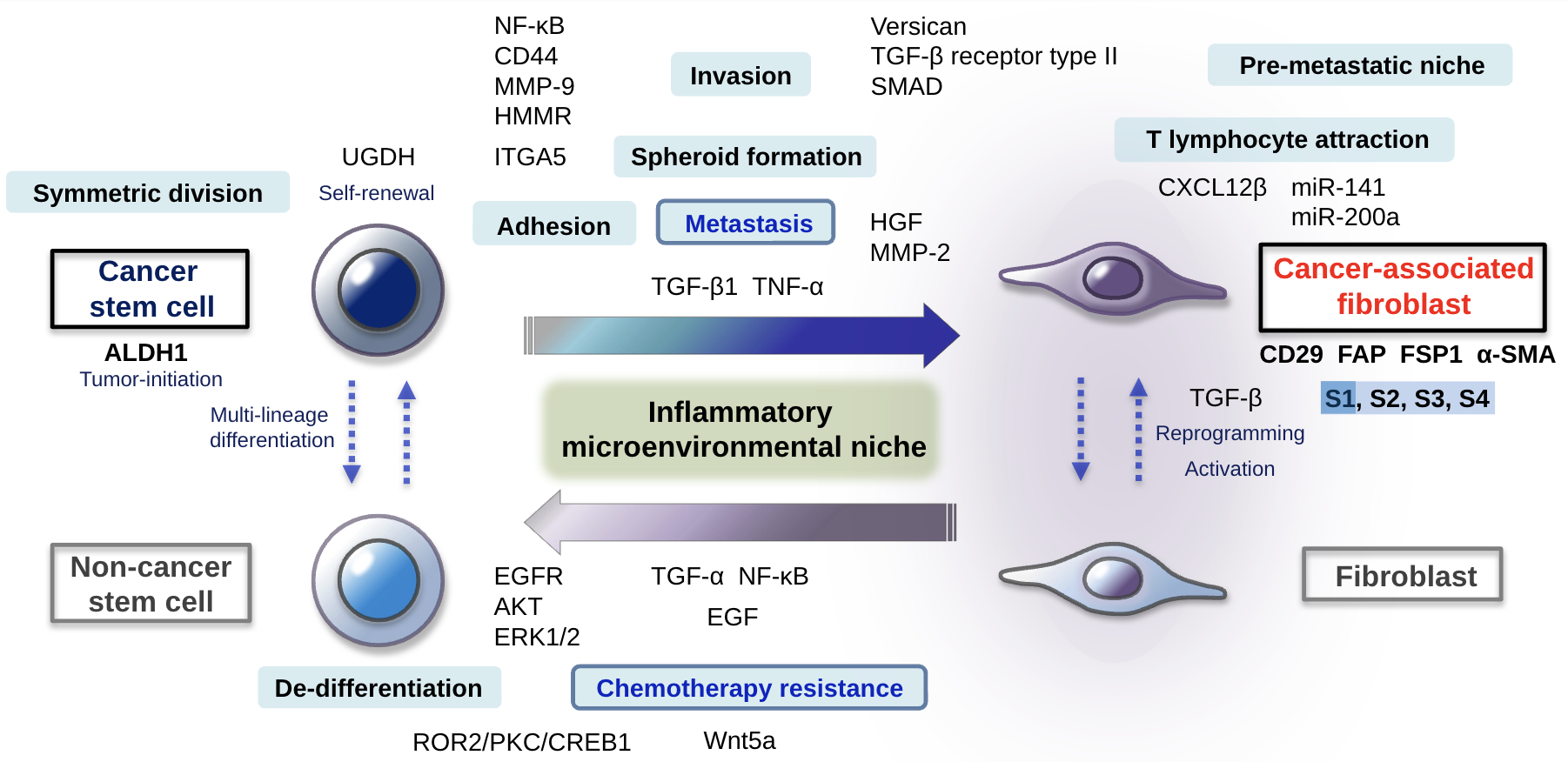Reciprocal molecular dialogues between ovarian cancer stem cells and ...